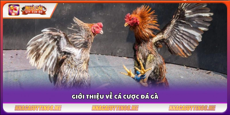 Kinh nghiệm chơi đá gà thắng lớn – Chọn gà hay đặt kèo chắc 2 Tổng quan hình thức cá cược trong đá gà