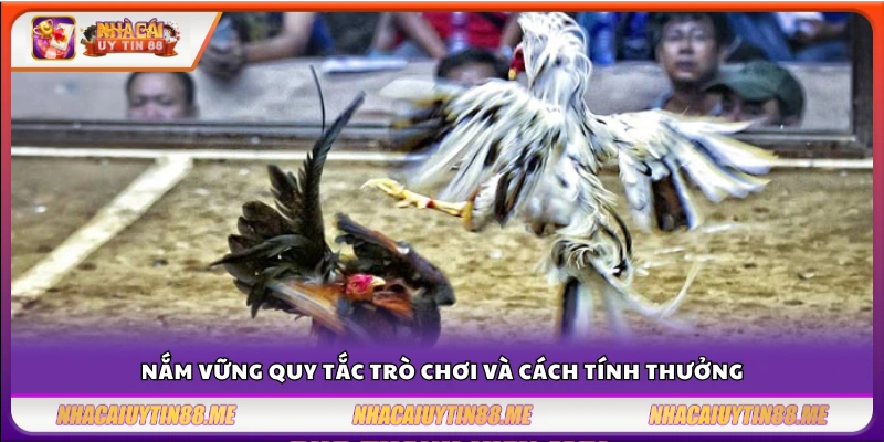 Kinh nghiệm chơi đá gà thắng lớn – Chọn gà hay đặt kèo chắc 3 Hiểu rõ luật chơi và cách trả thưởng khi cá cược