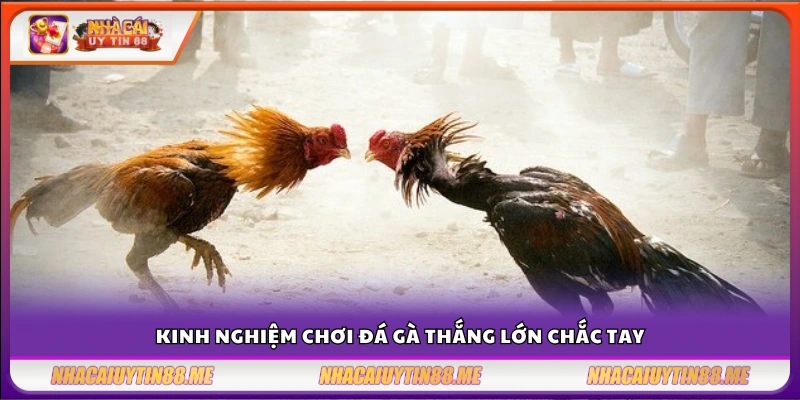 Kinh nghiệm chơi đá gà thắng lớn – Chọn gà hay đặt kèo chắc 4 Kinh nghiệm chơi đá gà thắng lớn cho tân binh